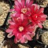 Gymnocalycium spegazzinii – Image 4
