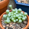Fenestraria aurantiaca – Image 5