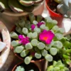 Fenestraria aurantiaca – Image 2