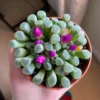 Fenestraria aurantiaca – Image 4