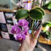 Doritaenopsis sogo vivien marginata – Image 4