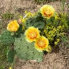 Opuntia humifusa – Image 4