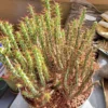 Euphorbia aeruginosa – Image 4