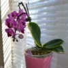 Doritaenopsis sogo vivien marginata – Image 5