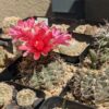 Gymnocalycium spegazzinii – Image 2
