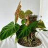 Philodendron verrucosum Incensi – Image 4