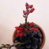 Echeveria Black Knight – Image 4