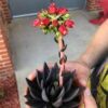 Echeveria Black Knight – Image 2