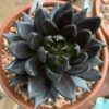 Echeveria Black Knight – Image 5