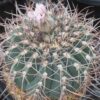 Gymnocalycium spegazzinii – Image 5