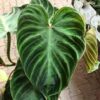 Philodendron verrucosum Incensi – Image 5