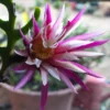 Selenicereus anthonyanus – Image 6