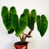 Philodendron verrucosum Incensi – Image 6