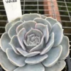 Echeveria pollux – Image 3