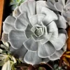 Echeveria pollux – Image 4