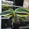 Doritaenopsis sogo vivien marginata – Image 6