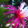 Selenicereus anthonyanus – Image 7