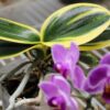 Doritaenopsis sogo vivien marginata – Image 7