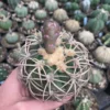 Gymnocalycium spegazzinii – Image 6