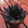 Echeveria Black Knight – Image 3