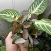 Dischidia ovata – Image 4