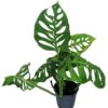 Monstera epipremnoides Esqueleto