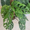 Monstera epipremnoides Esqueleto – Image 4