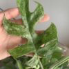 Raphidophora tetrasperma Mint – Image 2