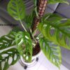 Monstera epipremnoides Esqueleto – Image 5