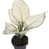 Aglaonema White Joy