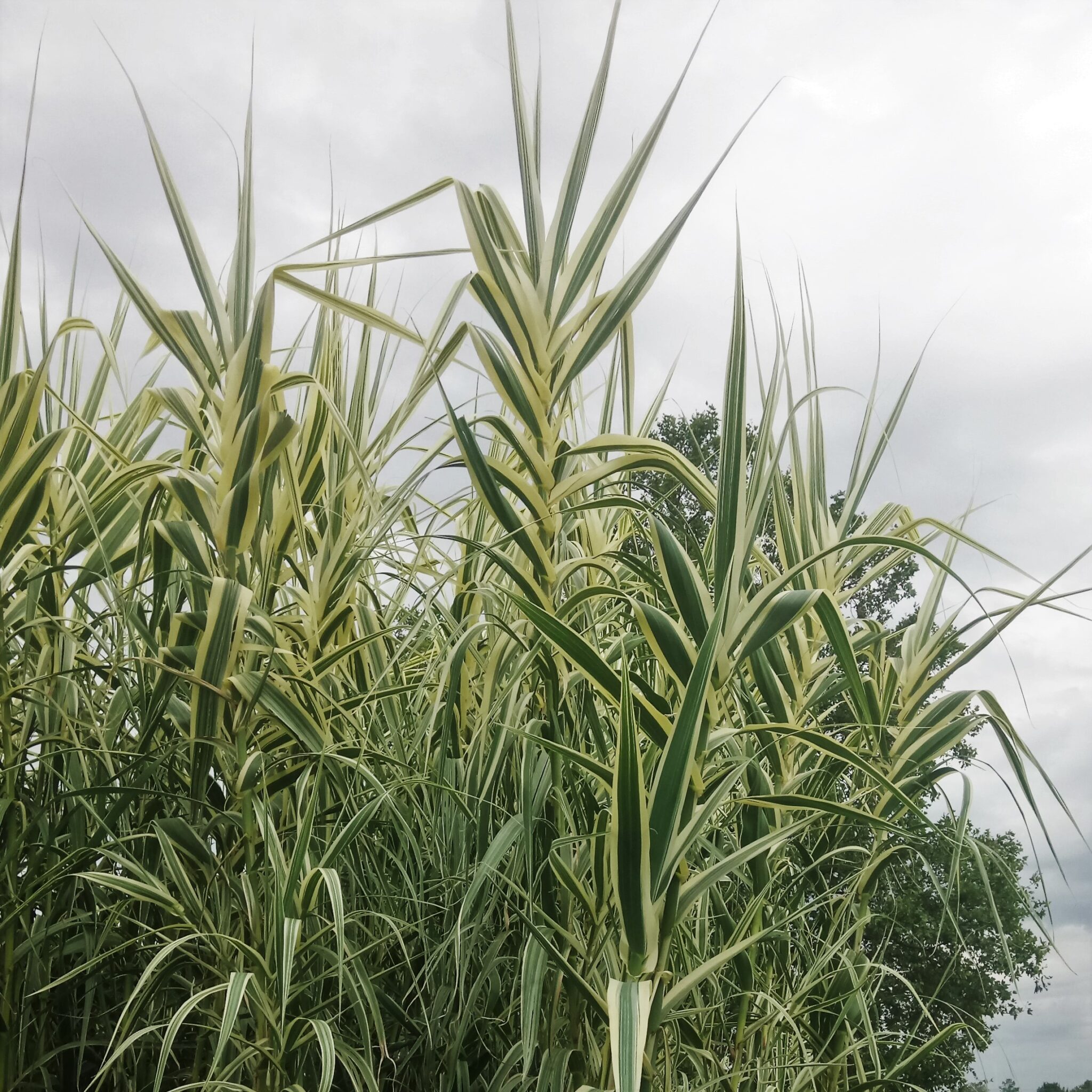 Canne de provence panaché (Arundo donax variegata) – PlantaBox