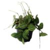 Dischidia ovata
