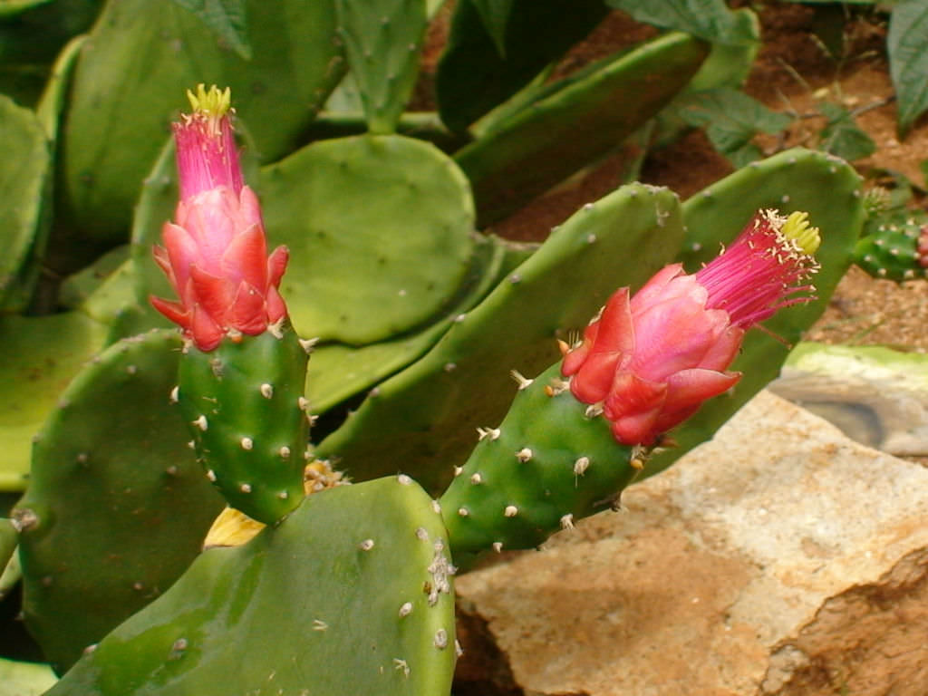 Nopalea-cochenillifera-Cochineal-Nopal-Cactus4