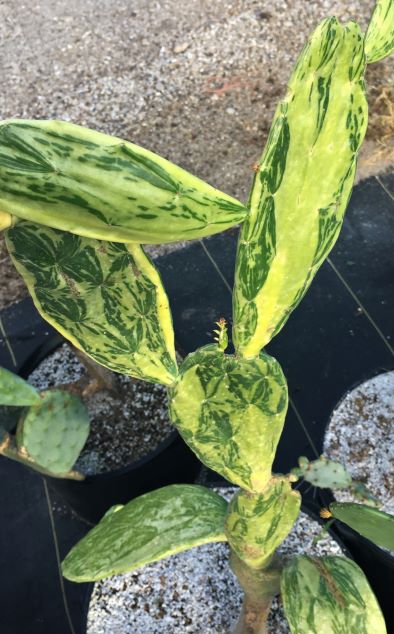 Nopalea cochenillifera f. variegata 1