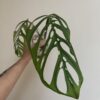 Monstera epipremnoides Esqueleto – Image 7