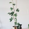 Raphidophora tetrasperma Mint – Image 4