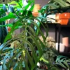 Monstera epipremnoides Esqueleto – Image 6