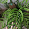 Monstera epipremnoides Esqueleto – Image 2