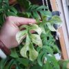 Raphidophora tetrasperma Mint – Image 3
