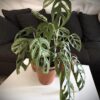 Monstera epipremnoides Esqueleto – Image 3