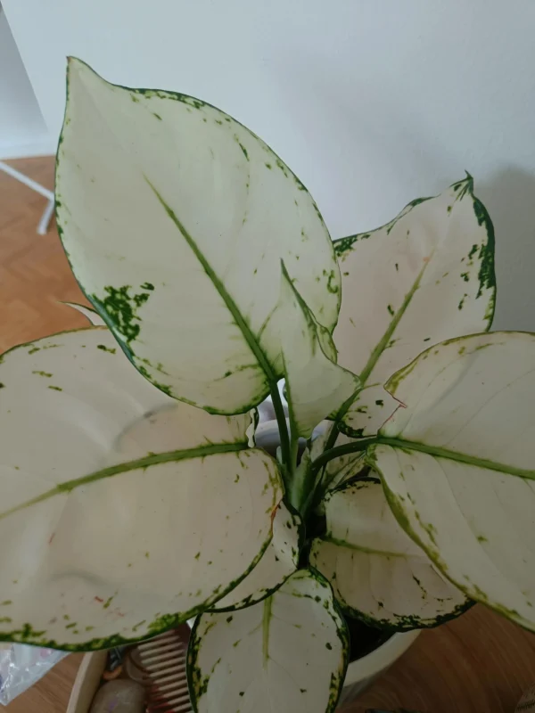 Aglaonema White Joy – Image 3