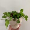 Dischidia ovata – Image 3