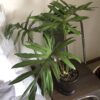 Philodendron mayoi XXL – Image 3