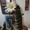 Cereus forbesii Spiralis – Image 4
