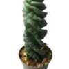 Cereus forbesii Spiralis