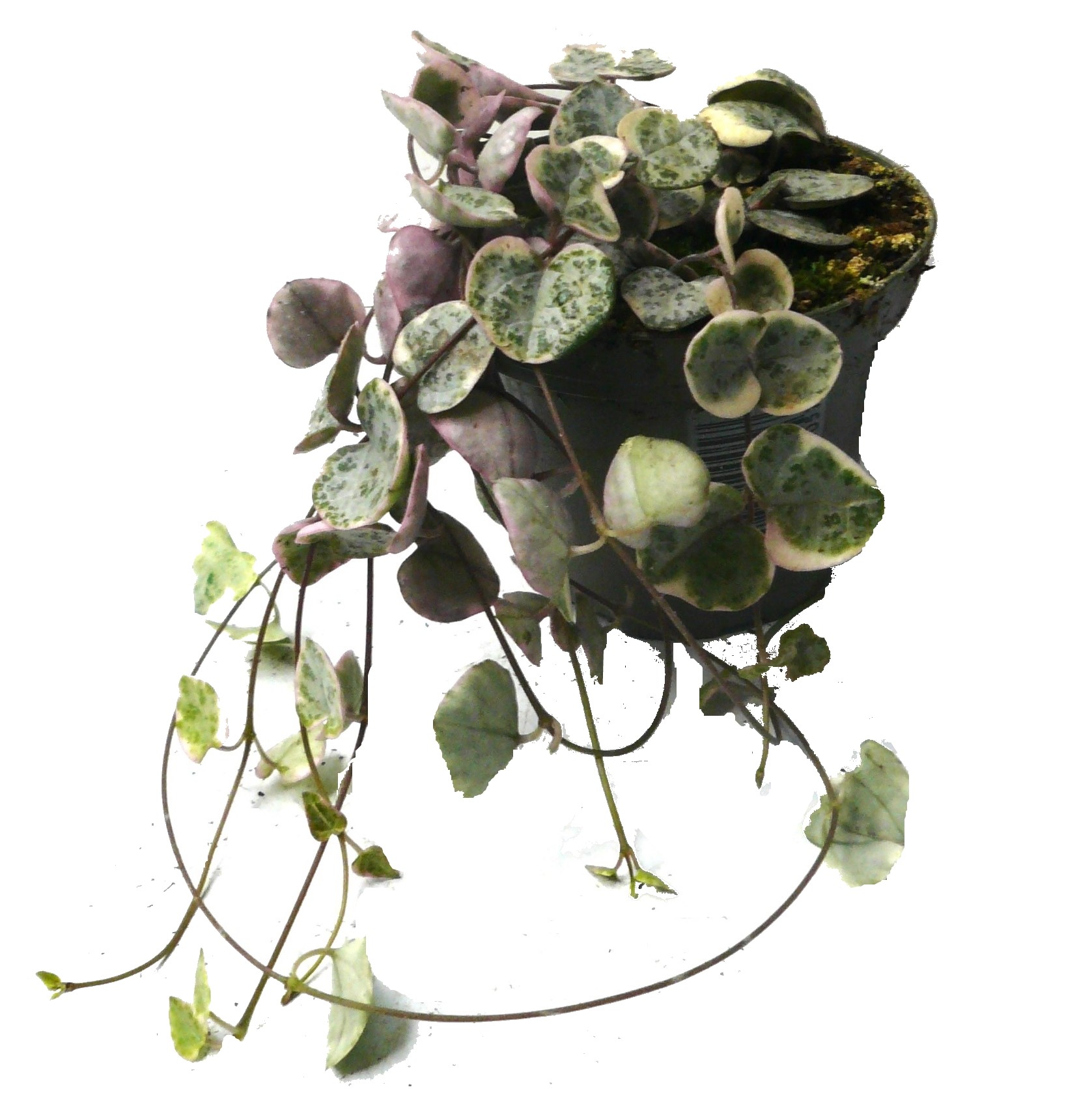 Chaine de Coeur (Ceropegia woodii) variegata PlantaBox