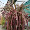 Rhipsalis ramulosa Red Coral – Image 2
