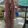 Rhipsalis ramulosa Red Coral – Image 7