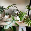 Philodendron mayoi XXL – Image 4