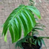 Rhaphidophora decursiva – Image 4